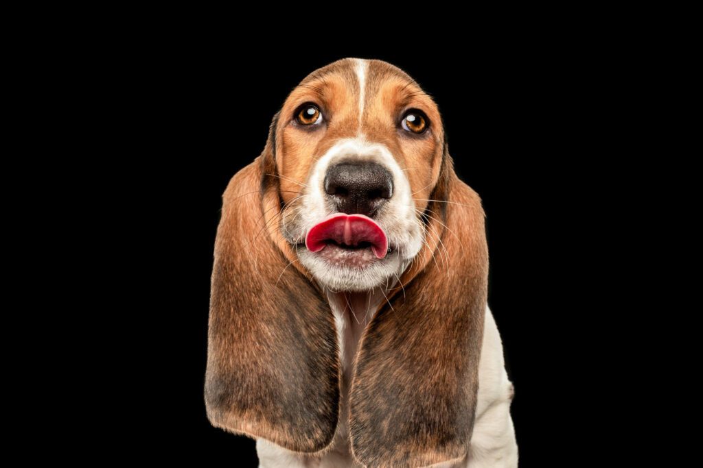 Photo of a female basset hound puppy inside a photography studio