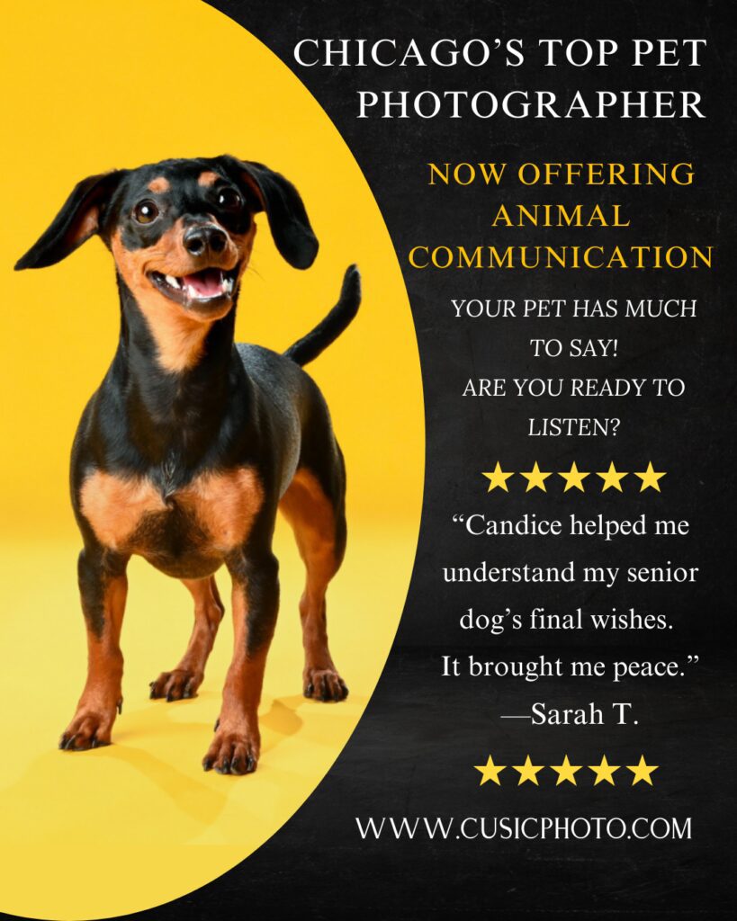 Miniature Pinscher dog featured in an animal communication and pet photography promotion by Candice C. Cusic, Chicago pet communicator.
