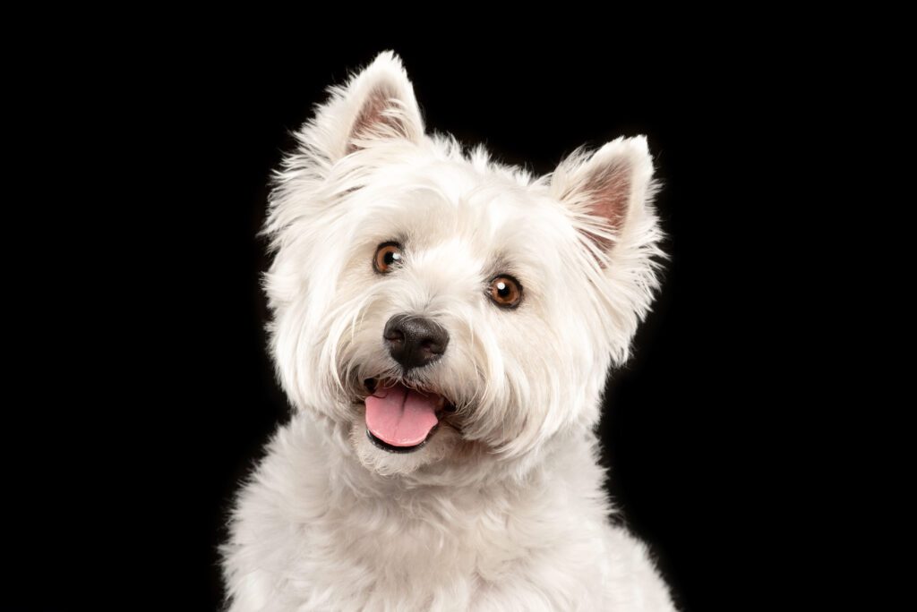 West Highland White Terrier portrait photographed in a professional Chicago pet photography studio by Candice Cusic.