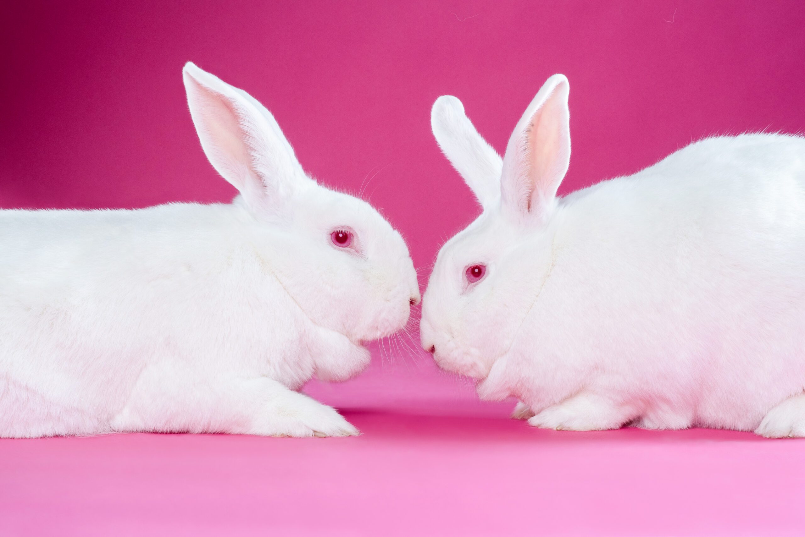 animal communication chicago
