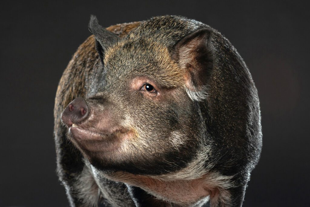 Rescue pig Ramona portrait on dark background – The See Hear Love Project™