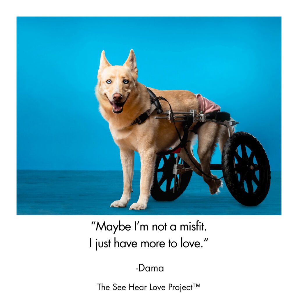 Dama, a rescue dog photographed for The See Hear Love Project by Chicago pet photographer and animal communicator Candice C. Cusic.
