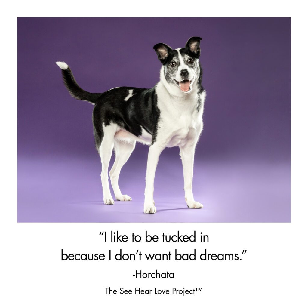 Horchata, a rescue dog photographed for The See Hear Love Project by Chicago pet photographer and animal communicator Candice C. Cusic.