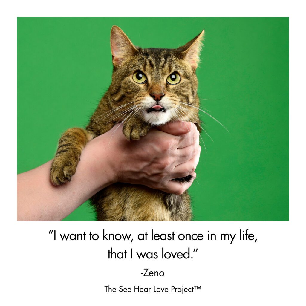 Zeno, a rescue dog photographed for The See Hear Love Project by Chicago pet photographer and animal communicator Candice C. Cusic.