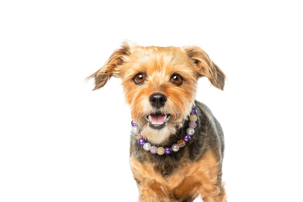 Light-colored dog photographed against a white background during a professional pet portrait session at Cusic Photo in Chicago.