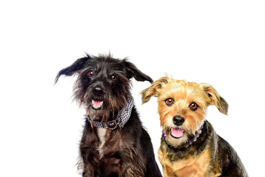Two rescue dogs photographed together in a Chicago portrait studio.