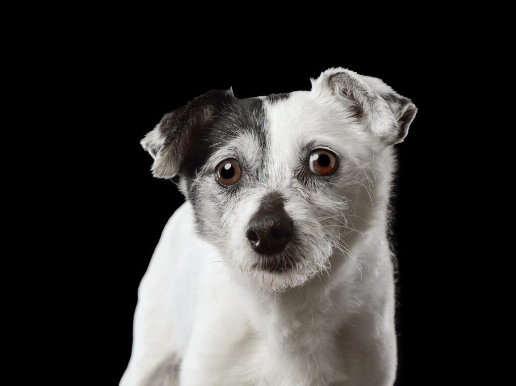 White terrier mix looking at the camera during a professional pet portrait session in Chicago.