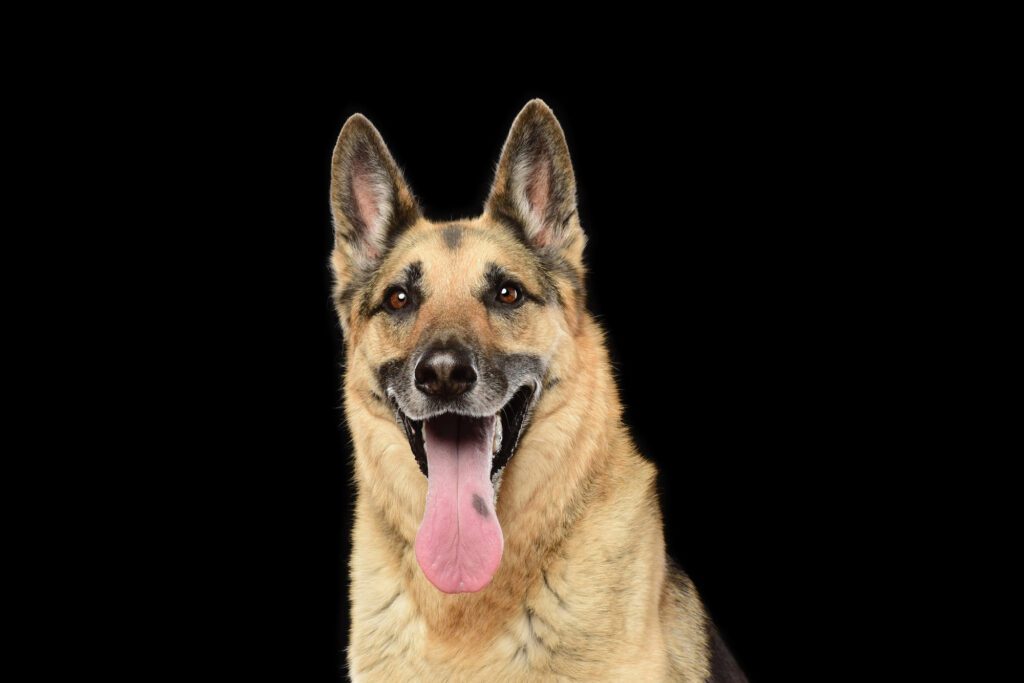German Shepherd smiling during a professional dog portrait session in Chicago.