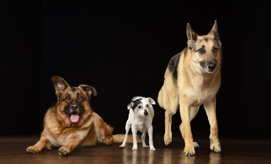 Three family dogs including a German Shepherd, German Shepherd mix, and white terrier photographed together in a professional Chicago pet photography studio.