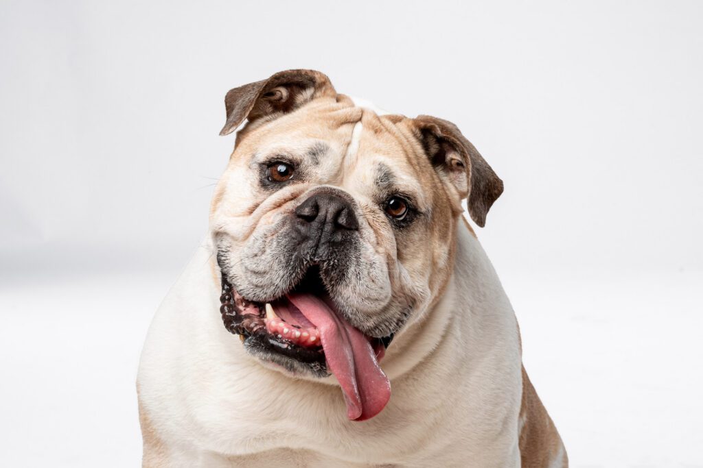 Family portrait with their English Bulldog, Tuna, photographed in a Chicago pet photography studio.
