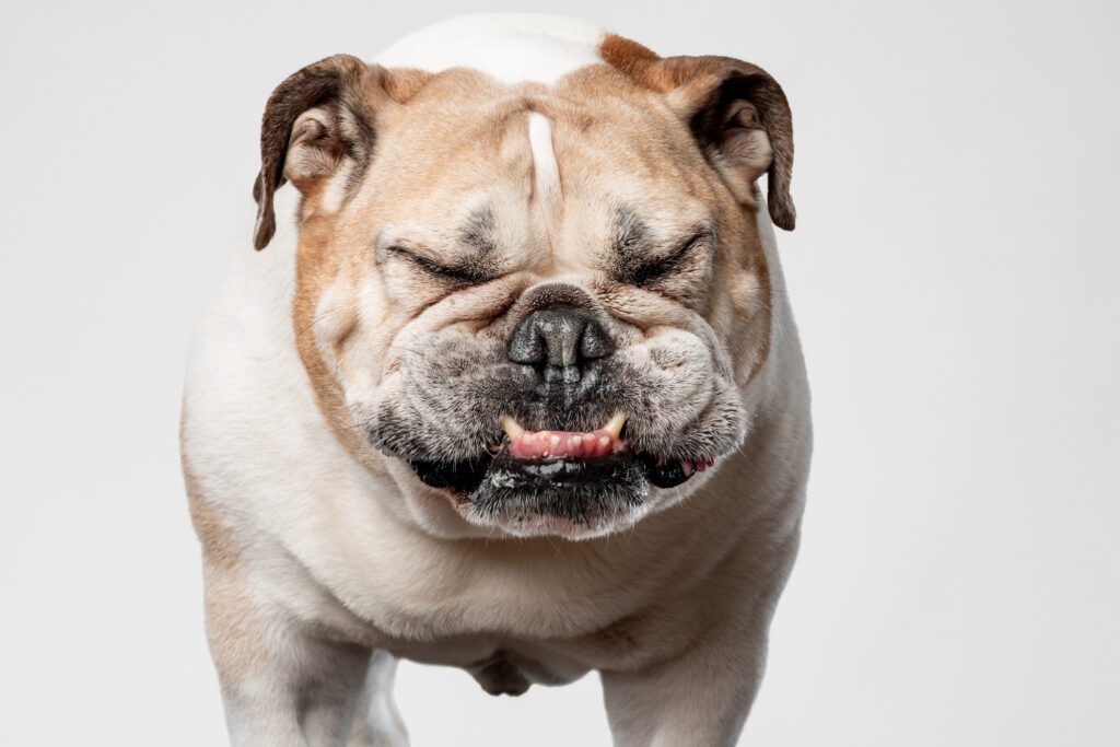English Bulldog sneezing during a professional portrait session at a Chicago pet photography studio, capturing a funny, spontaneous moment.

