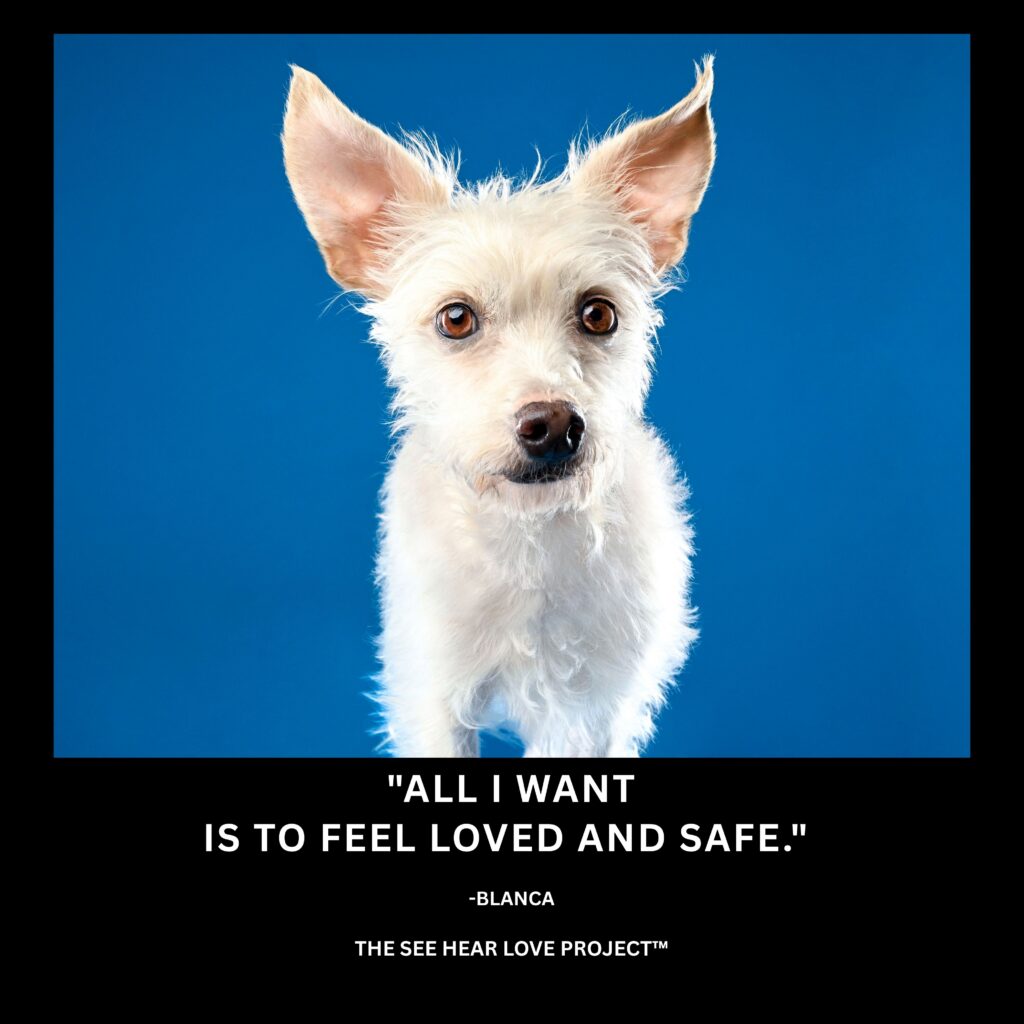 Studio portrait of rescue dog Blanca with the quote “All I want is to feel loved and safe.”