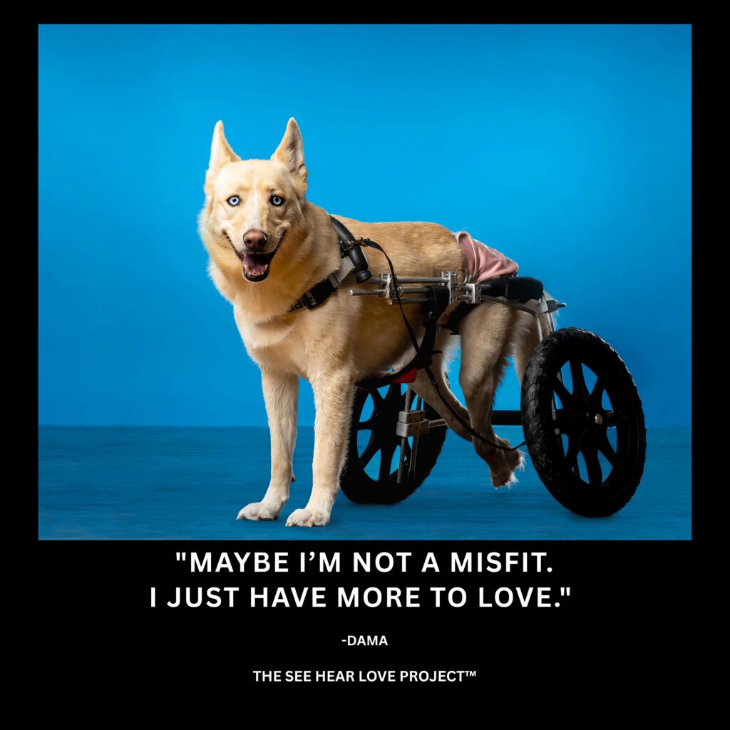 Dama, a disabled rescue dog using a mobility cart, with the quote “Maybe I’m not a misfit. I just have more to love.”