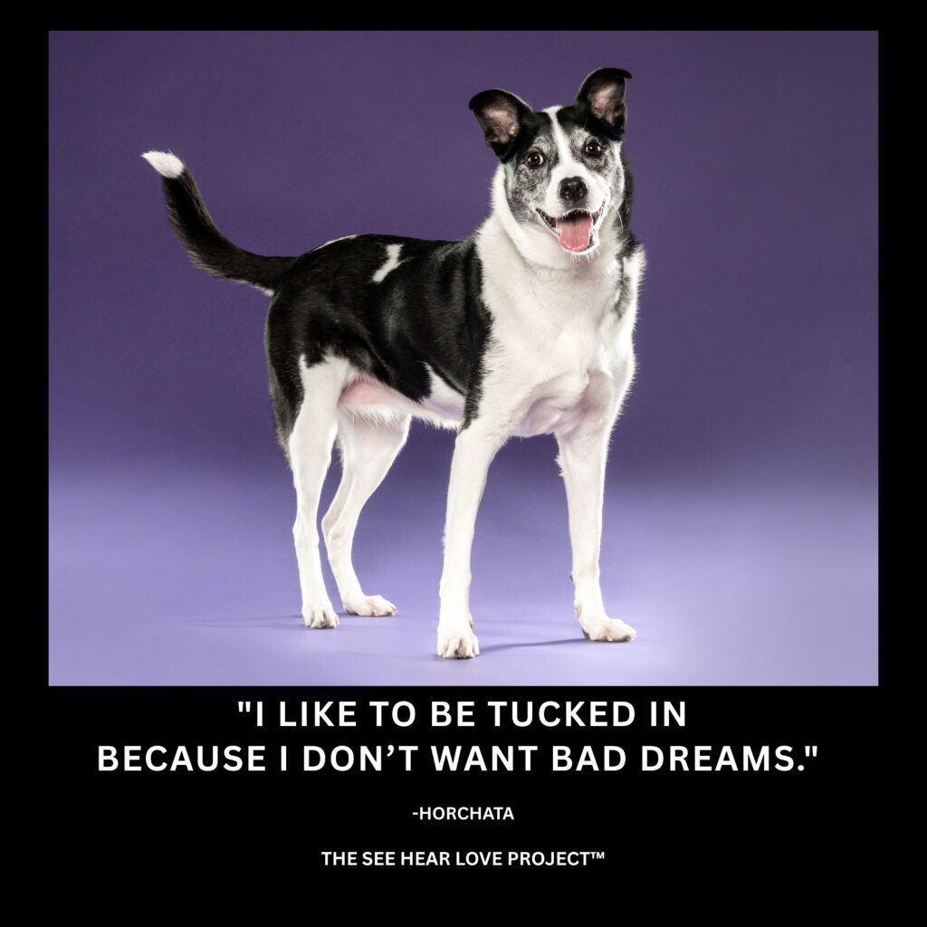 Black-and-white rescue dog Horchata with the quote “I like to be tucked in because I don’t want bad dreams.”