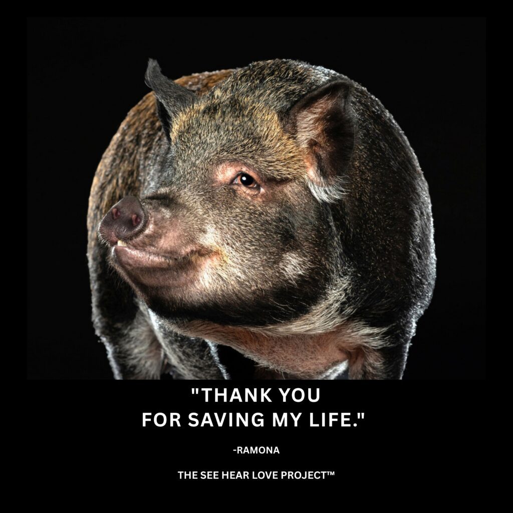Studio portrait of rescue pig Ramona with the quote “Thank you for saving my life.”