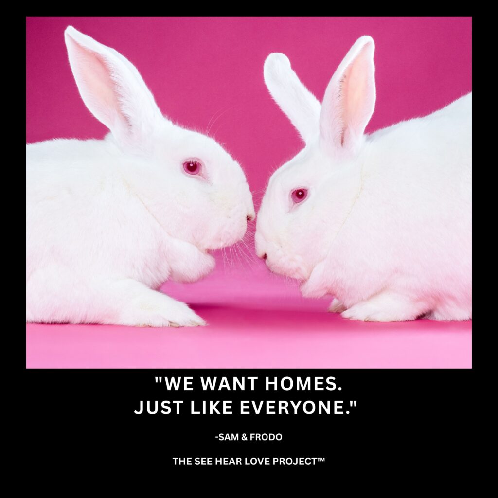 White rescue rabbits Sam and Frodo touching noses with the quote “We want homes. Just like everyone.”