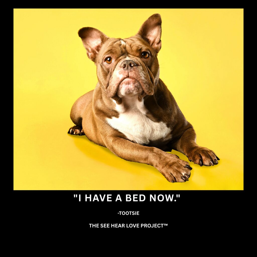 Studio portrait of rescue dog Tootsie with the quote “I have a bed now.”