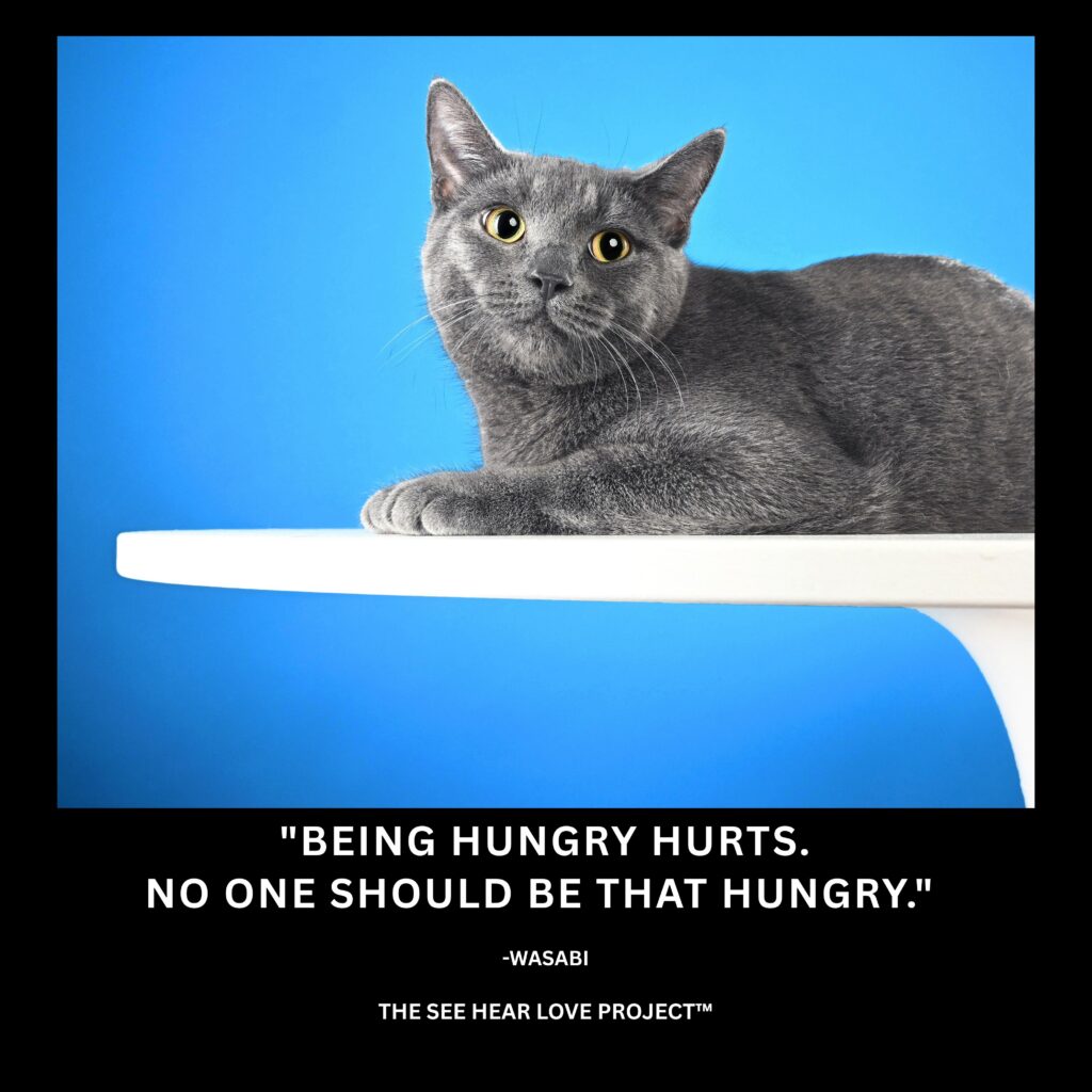 Gray rescue cat Wasabi with the quote “Being hungry hurts. No one should be that hungry.”