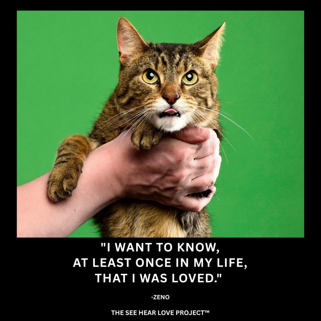 Tabby rescue cat Zeno held against a green background with the quote “I want to know, at least once in my life, that I was loved.”