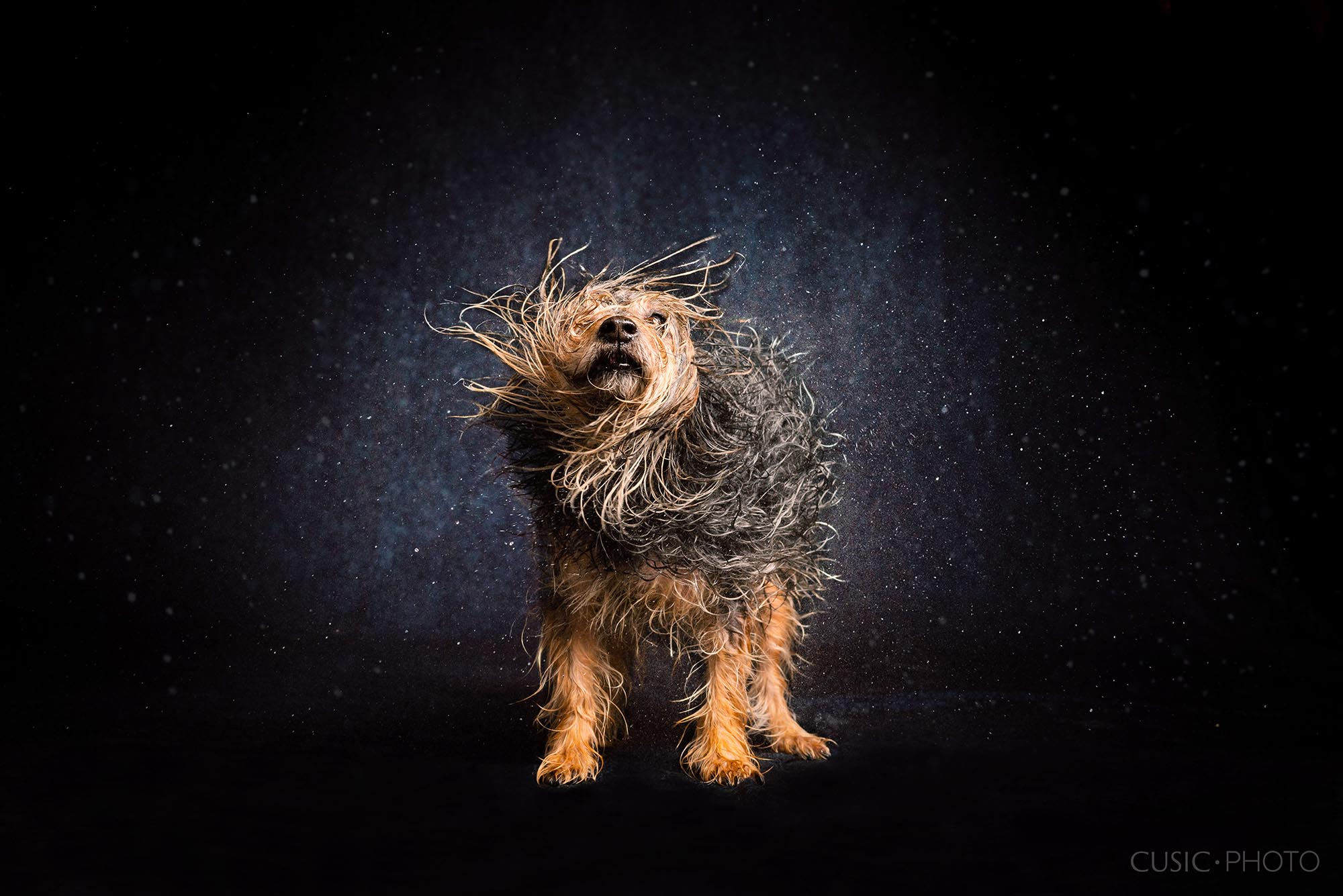 black and tan dog shaking off water in dog portrait by artist and dog photographer Candice C. Cusic